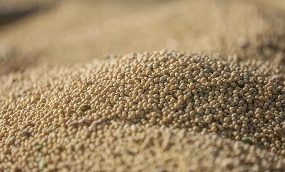 Sementes não certificadas já ocupam 27% da área de soja no Brasil