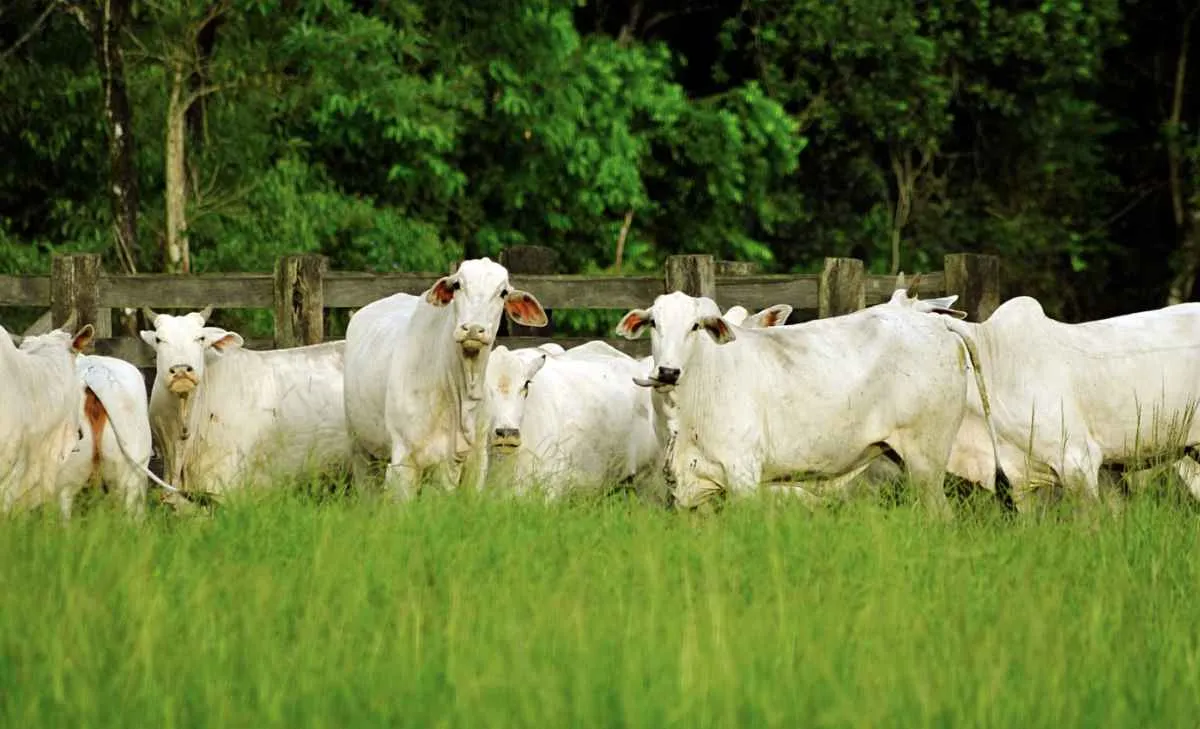 Estiagem reduz crescimento das pastagens e pressiona manejo no RS