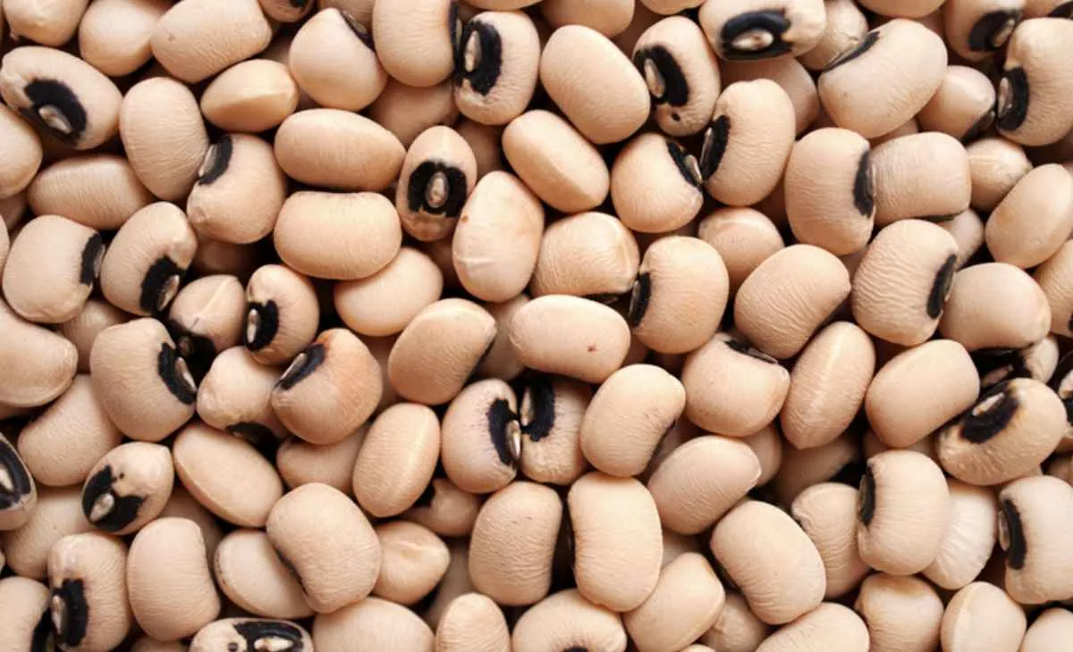 Brasil abre mercados na Índia e Rússia para novos produtos