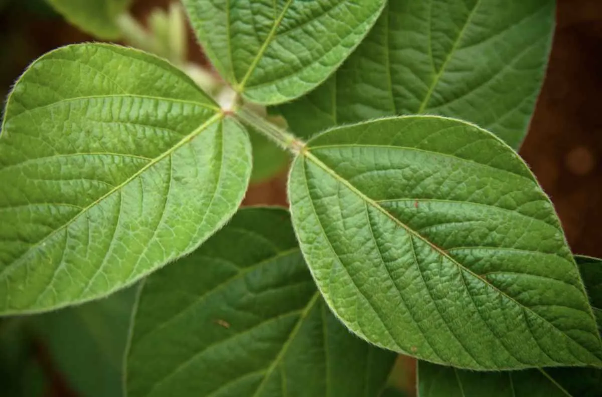Brasil já é referência mundial em agro sustentável