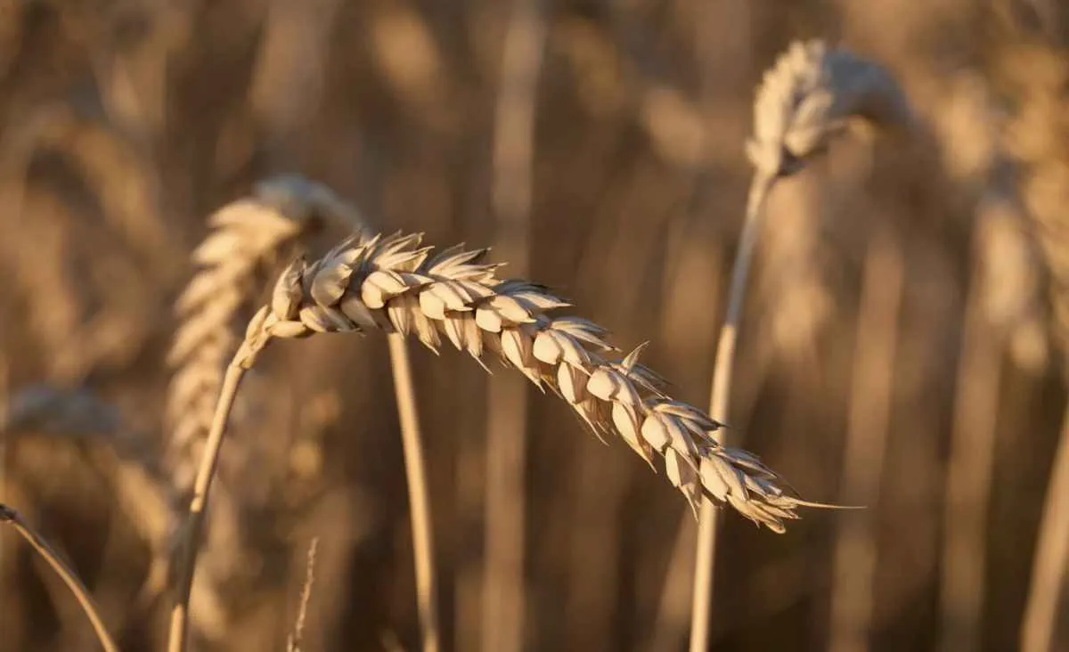 Oferta global elevada mantém pressão sobre preços do trigo