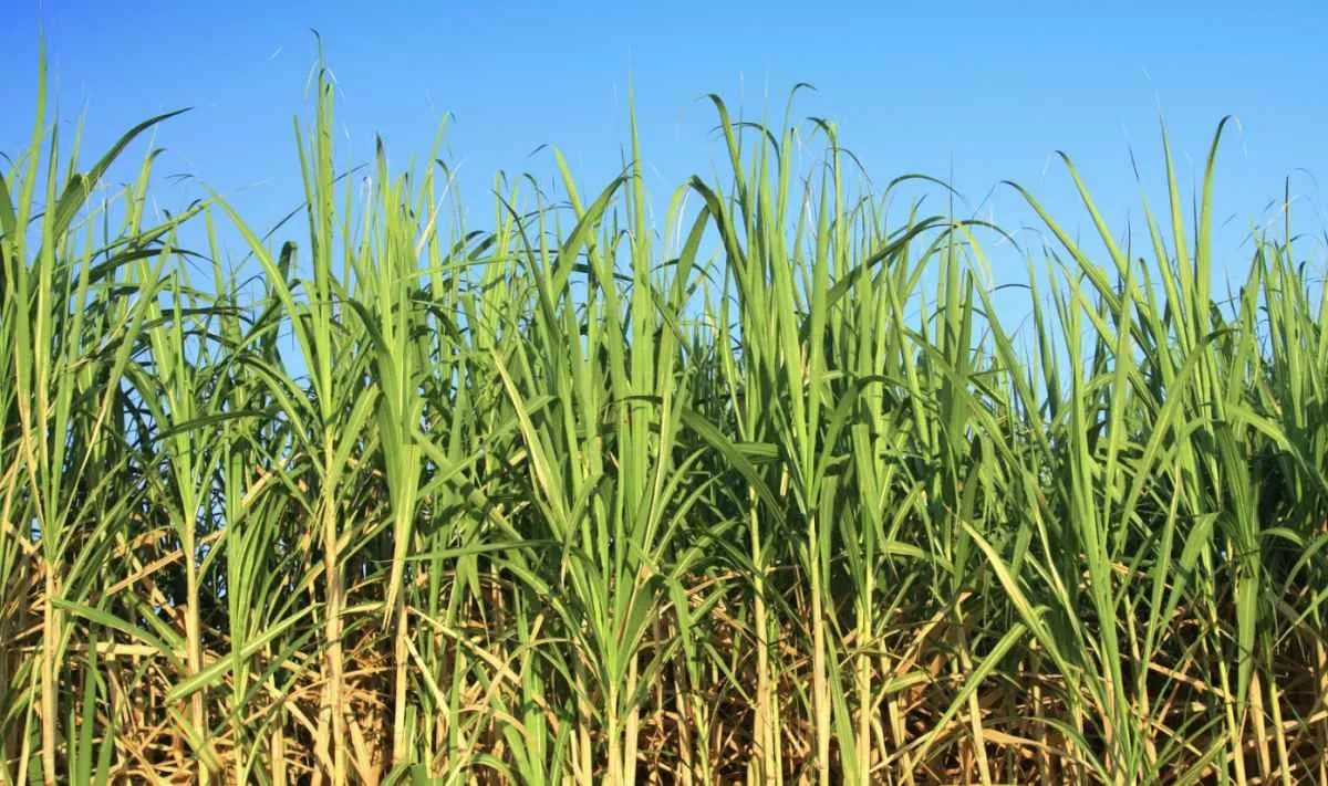 Moagem de cana cai na segunda quinzena de novembro