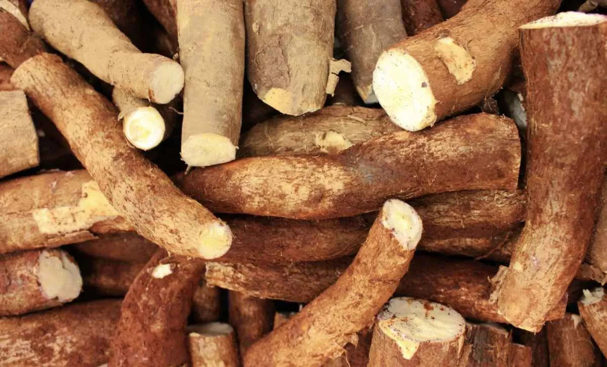 Chuvas reduzem esmagamento de mandioca e seguram quedas