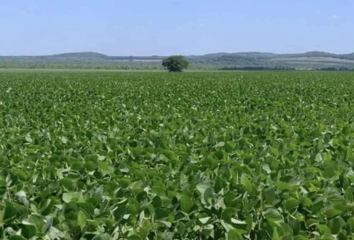 MS reforça prazo para cadastro obrigatório da soja