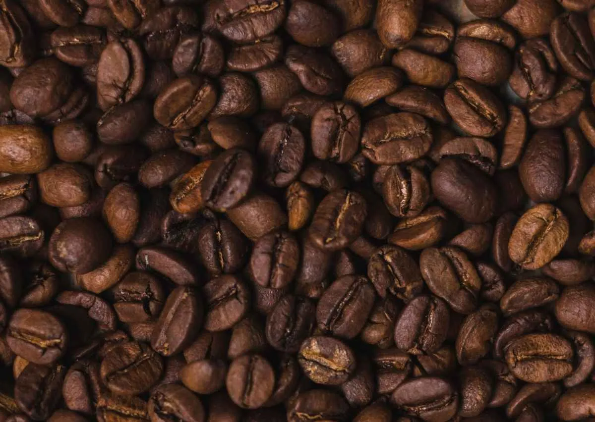 Safra de café deve atingir 56,5 milhões de sacas em 2025