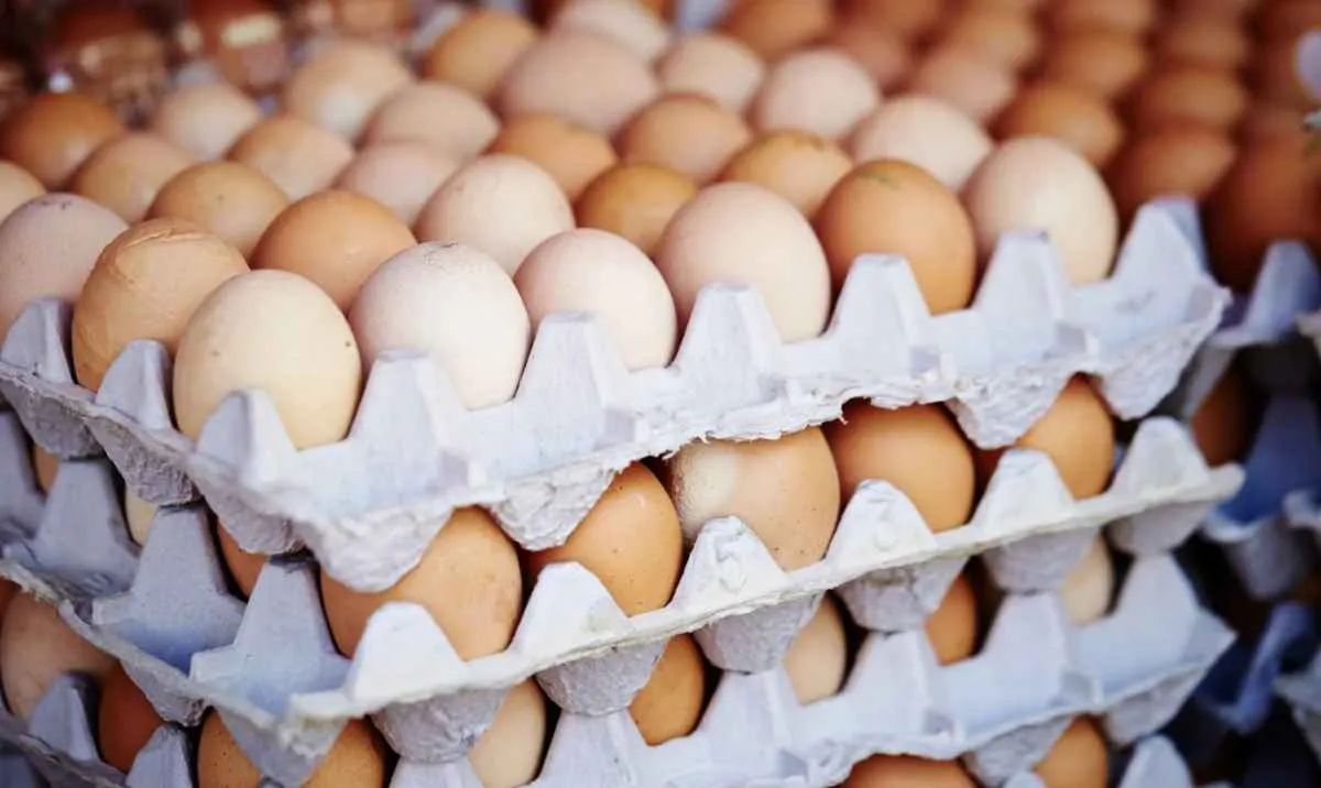 Exportações de ovos crescem 5,8% em novembro e ampliam receita do setor