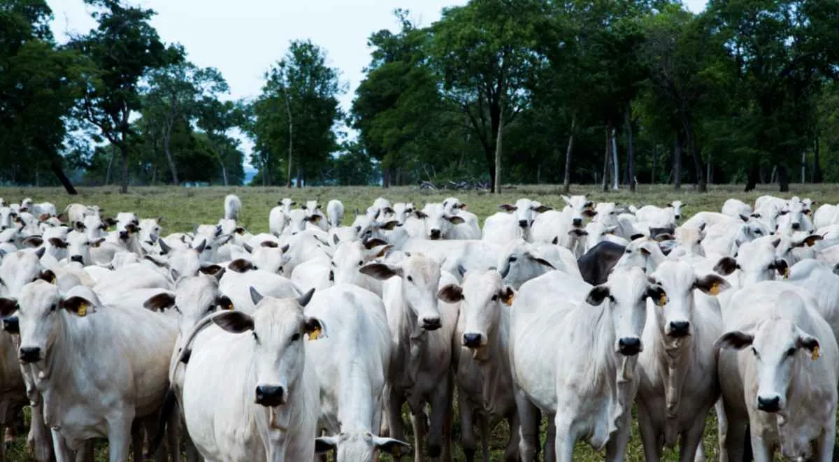 Brasil lidera produção mundial de carne bovina em 2025