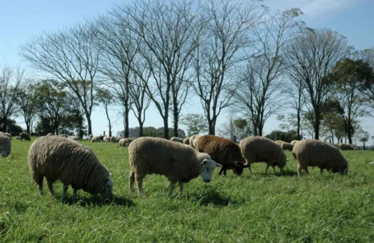 Ovinos têm comercialização intensificada no Rio Grande do Sul