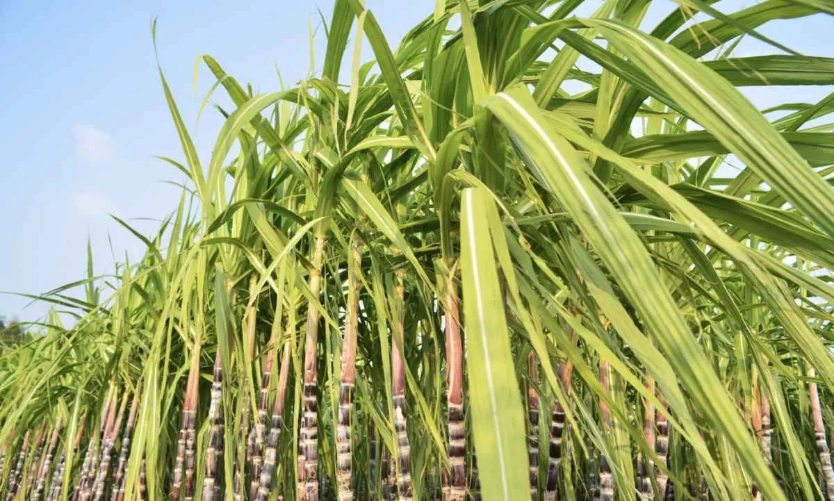 ORPLANA pede transparência total no estudo da FGV