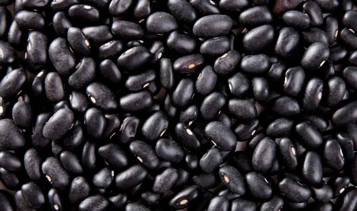 Feijão tem preços distintos entre regiões