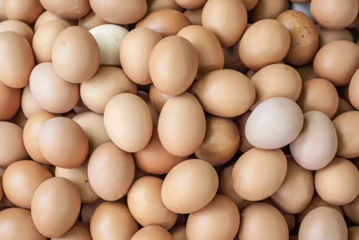 Produção desacelera, e preços dos ovos continuam em queda