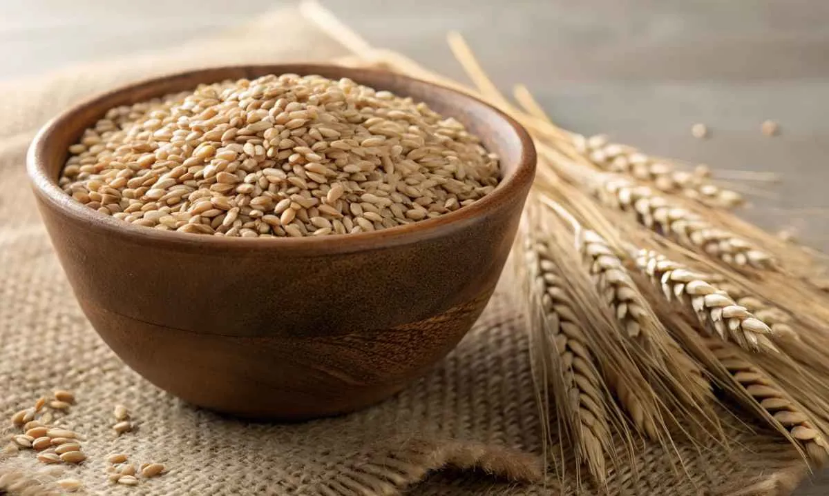 Trigo tem menor área em 2025, mas preços perdem força ao longo do ano