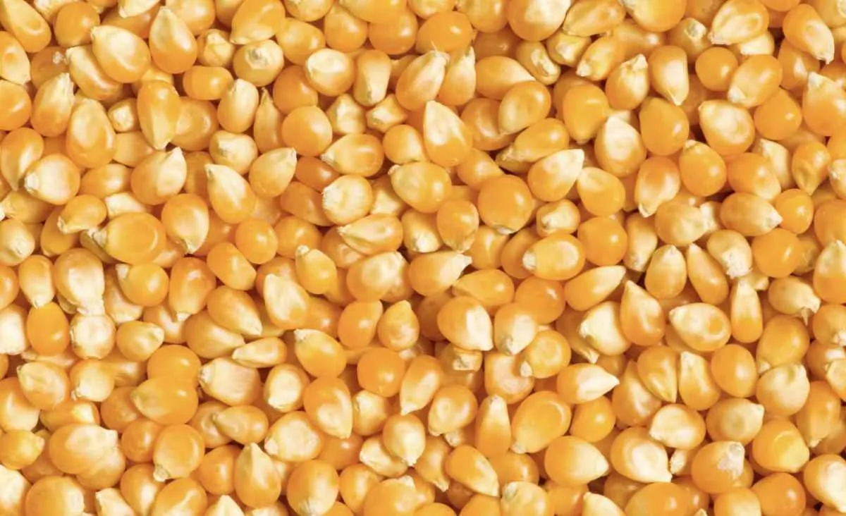 Preço do milho se mantém elevado em 2025 apesar da safra recorde