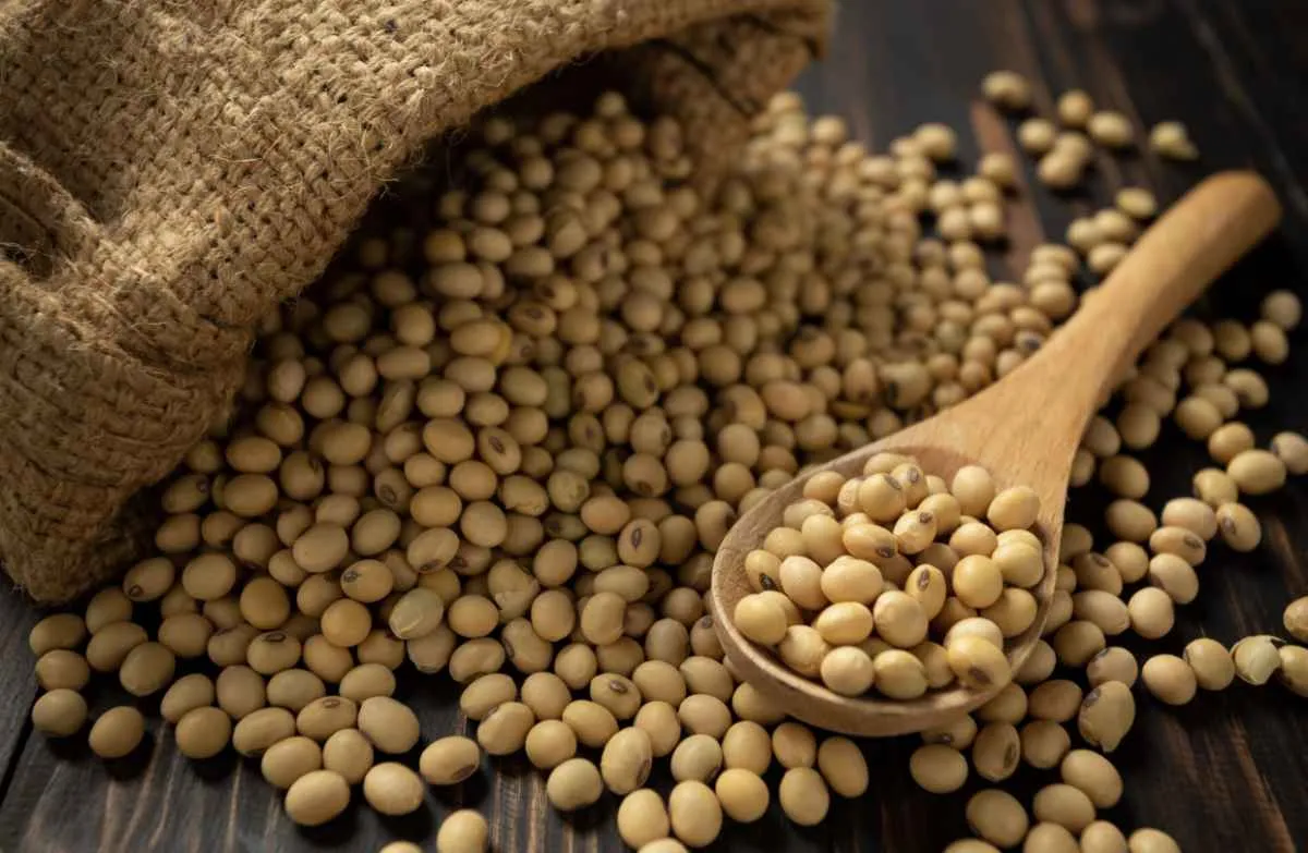 Soja recua em Chicago enquanto Brasil já mira nova safra