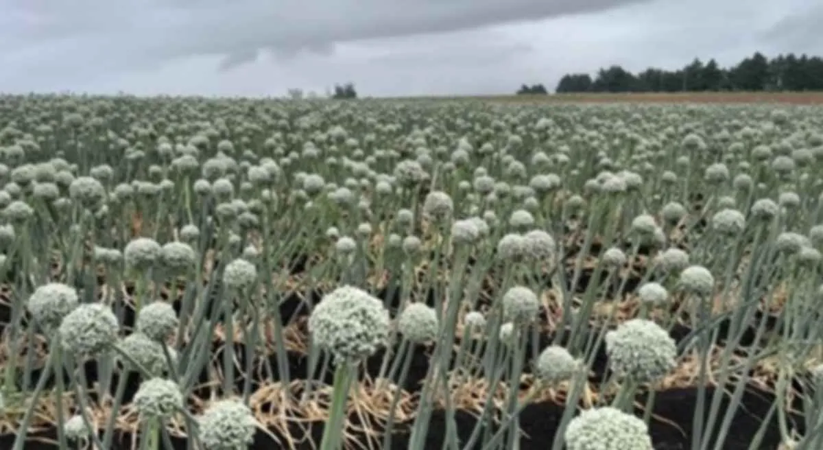 Clima influencia o ritmo das lavouras no Rio Grande do Sul