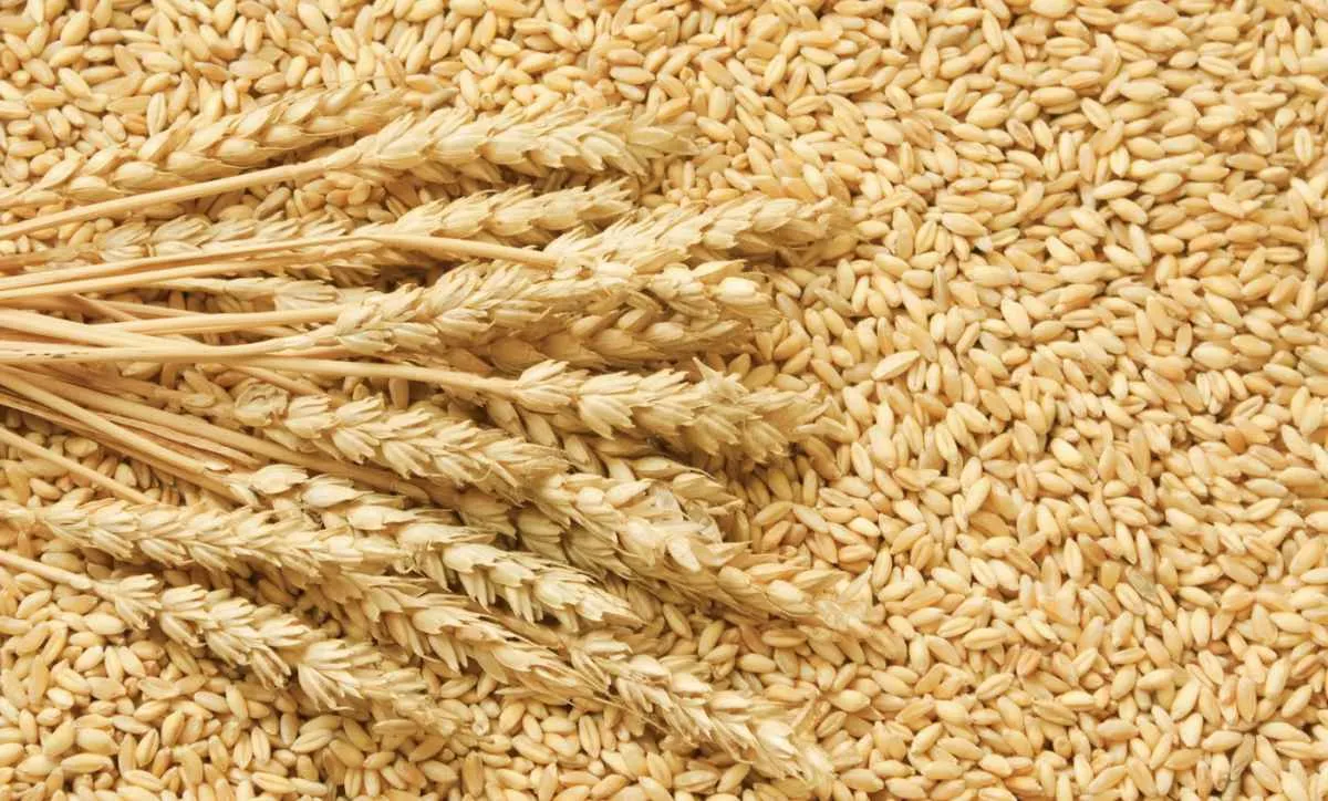 Brasil acompanha safra recorde de trigo na Argentina