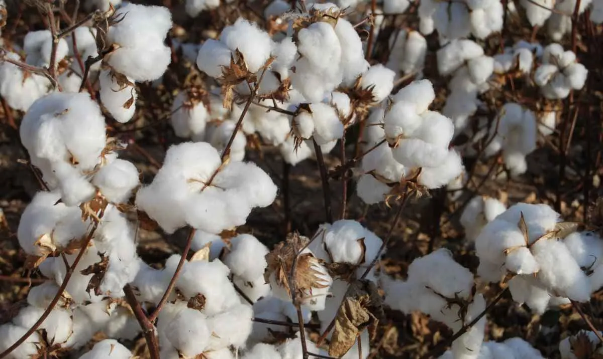 Negociações de algodão spot recuam no fim de ano