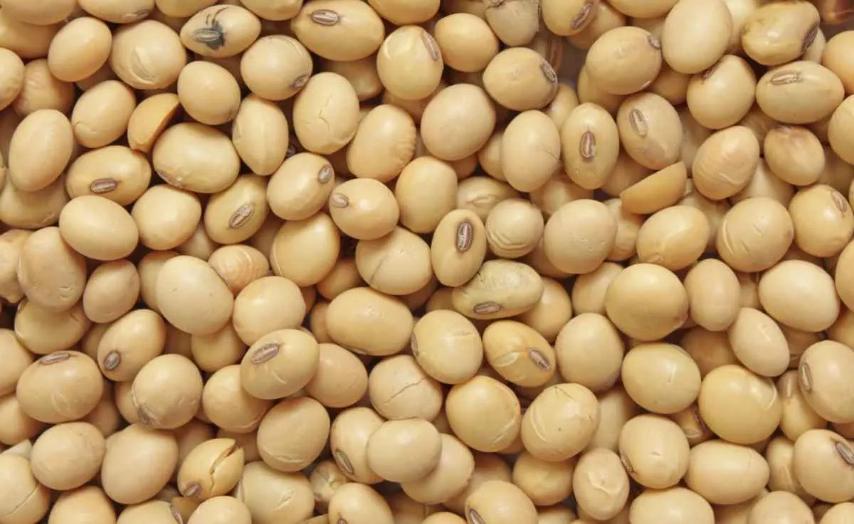 Oferta global recorde derruba os preços da soja no Brasil e no mercado internacional em 2025