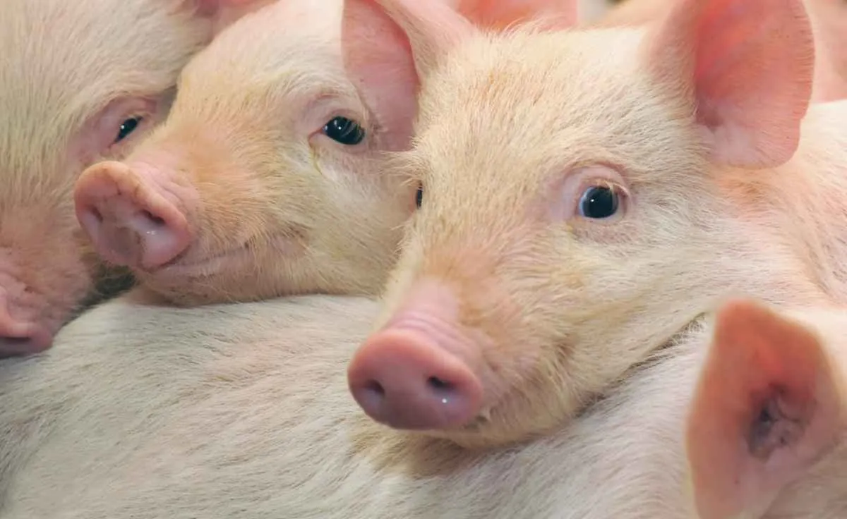 Oferta controlada e exportações aquecidas sustentam preços do suíno em 2025