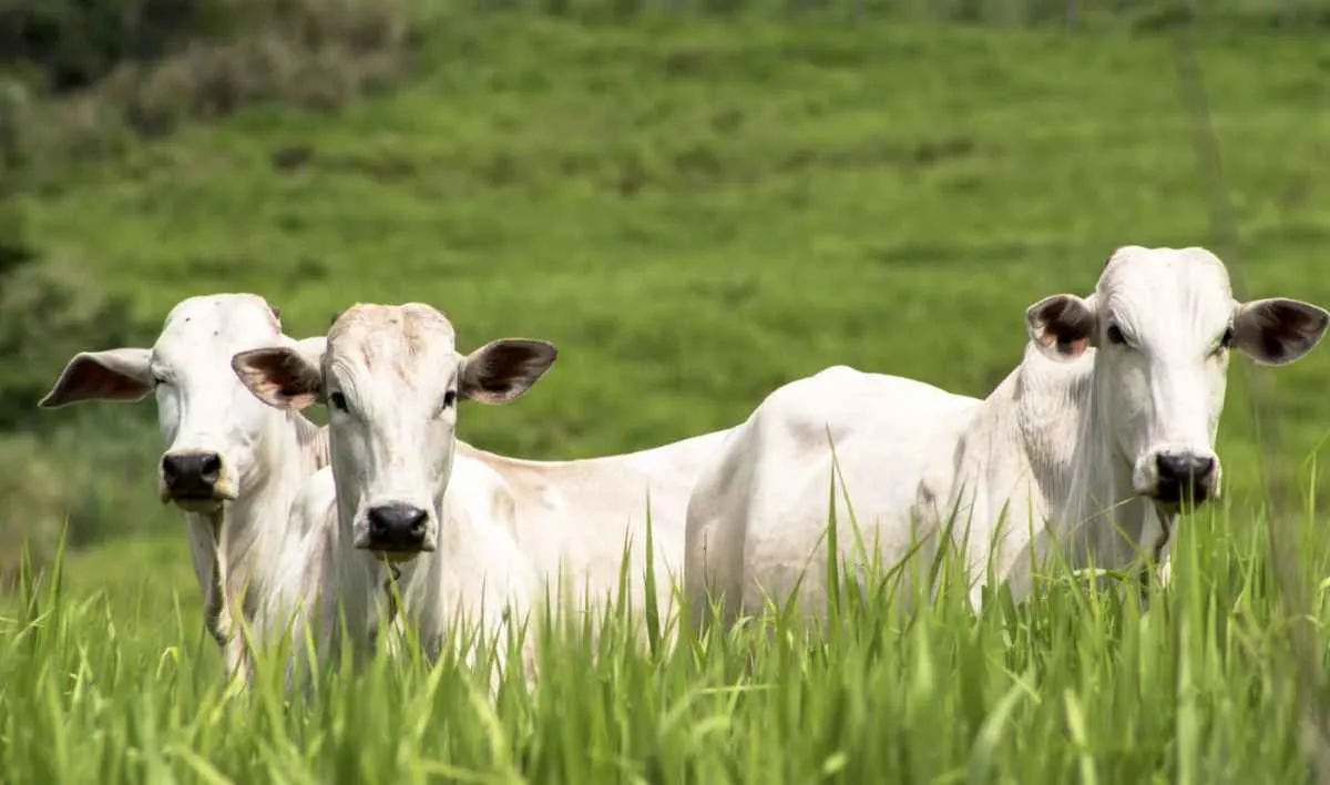 Pecuária brasileira emprega 5 milhões e responde por 8,6% do PIB
