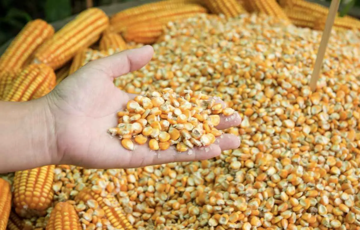 Mercado do milho opera em alta e segue atento ao USDA