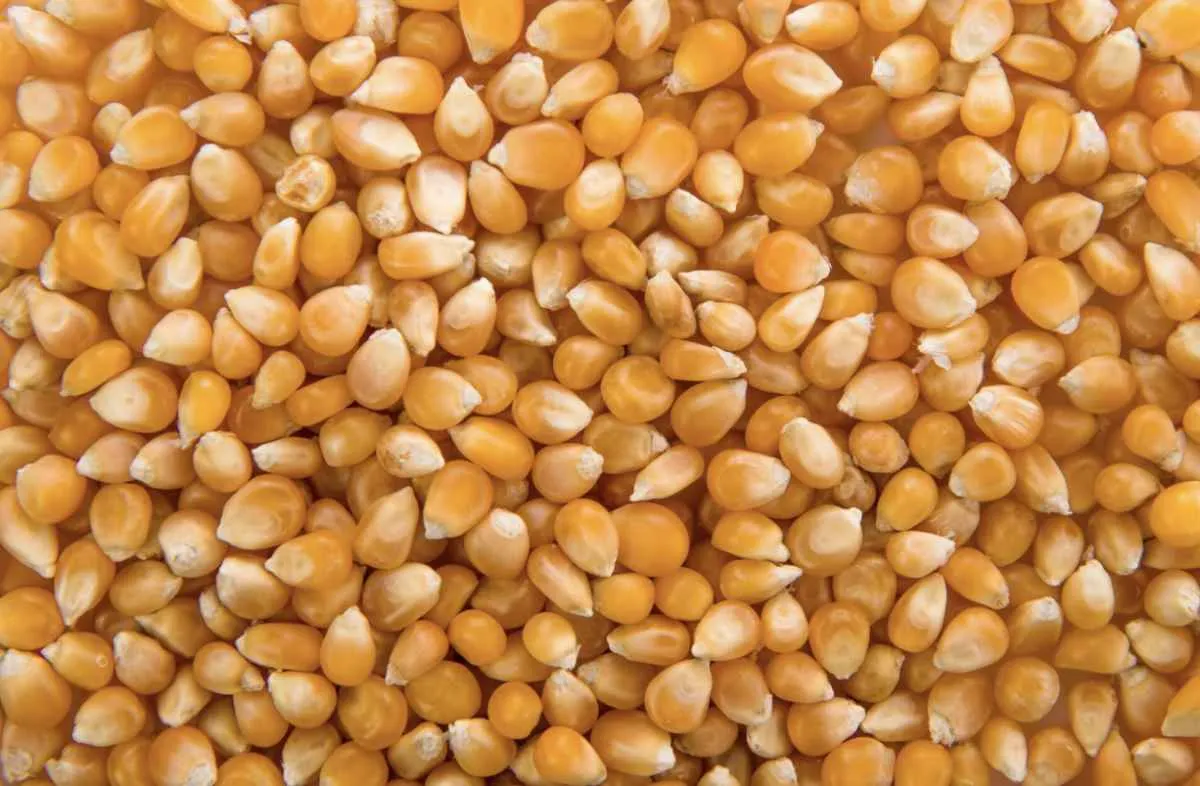 Mercado do milho registra leves altas na terça-feira