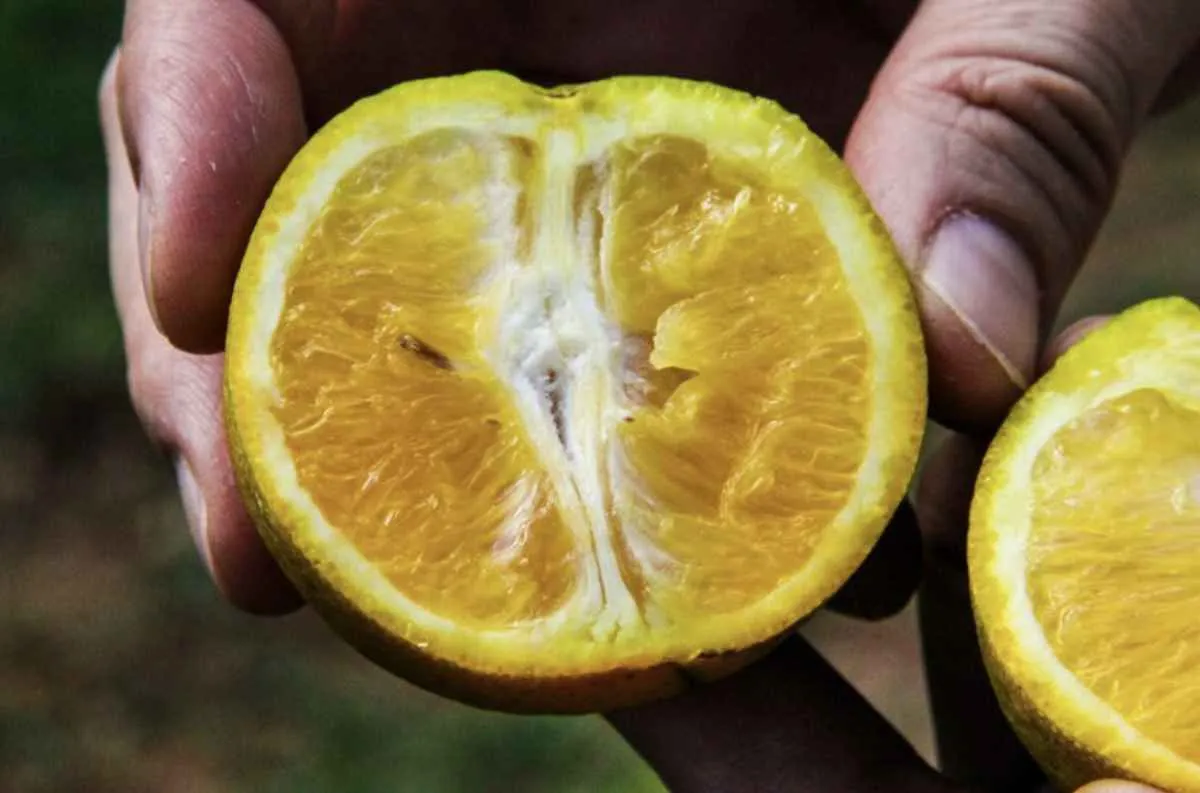 Governo de São Paulo amplia investimento no combate ao greening