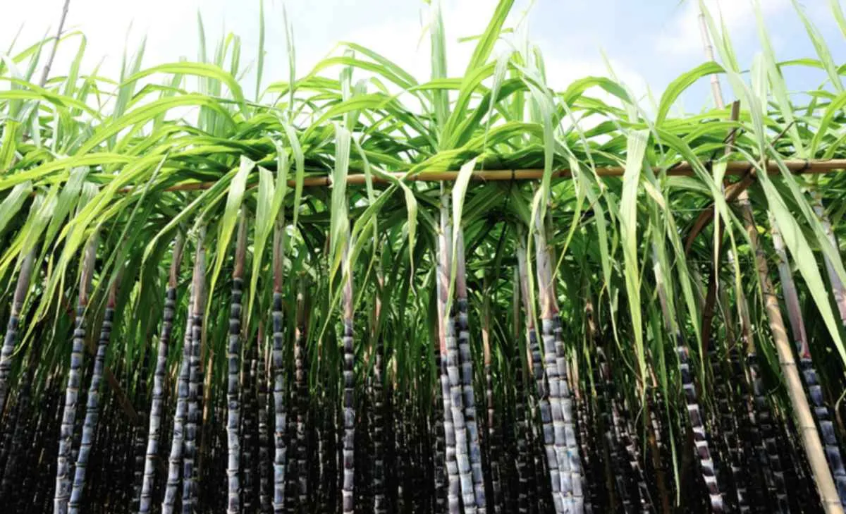 Zoneamento de Risco Climático da cana-de-açúcar é revisado e atualizado