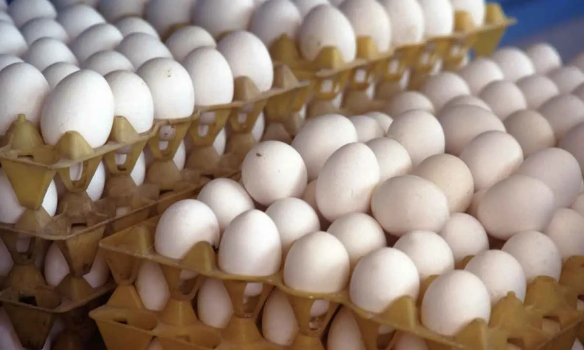 Produção, consumo e exportação de ovos em 2026 devem continuar avançando