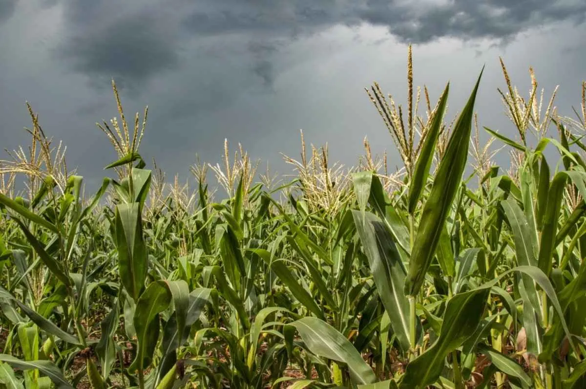 Clima mais favorável impulsiona as lavouras no Rio Grande do Sul