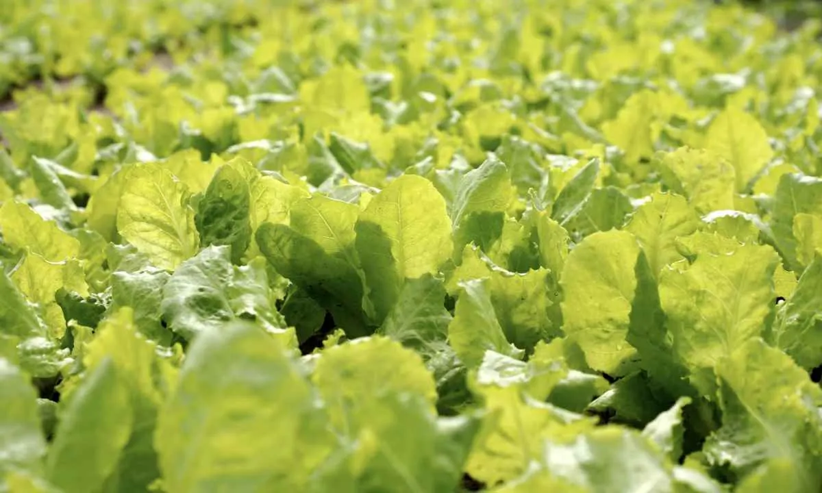São Paulo é líder disparado na produção nacional de alface