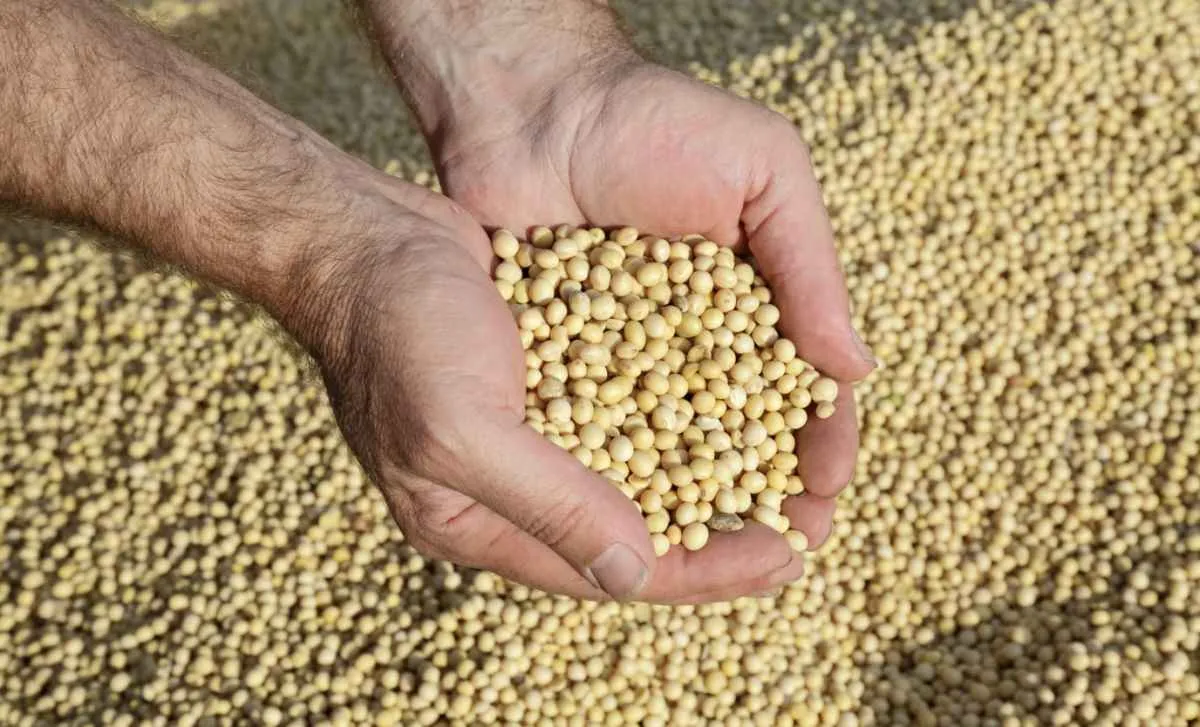 Soja volta a subir em Chicago com atenção ao clima sul-americano