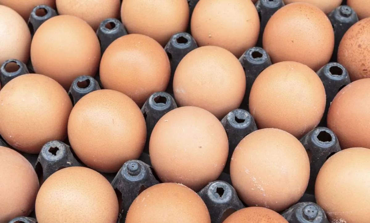 Relação de troca do produtor de ovos cai ao menor nível em anos