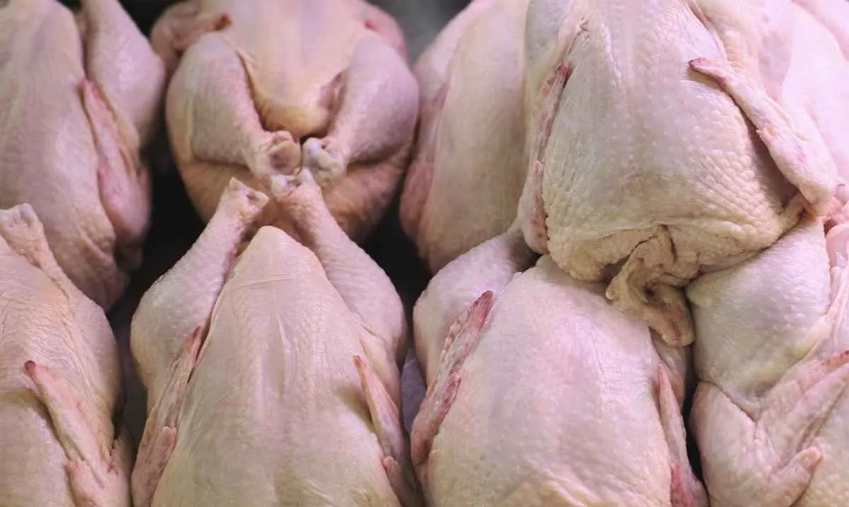 Exportações de frango renovam recorde em 2025