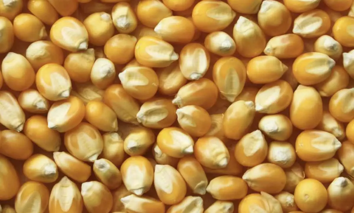 Milho recua em Chicago apesar de exportações fortes