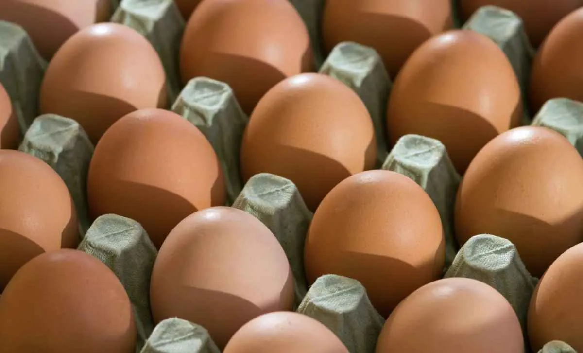 Preços dos ovos iniciam 2026 em forte queda no mercado interno