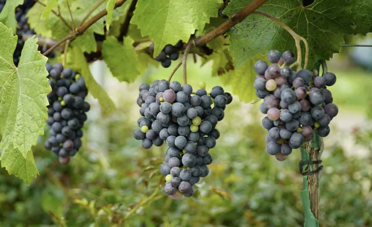 Abertura da Colheita da Uva acontece terça-feira (20) em Flores da Cunha
