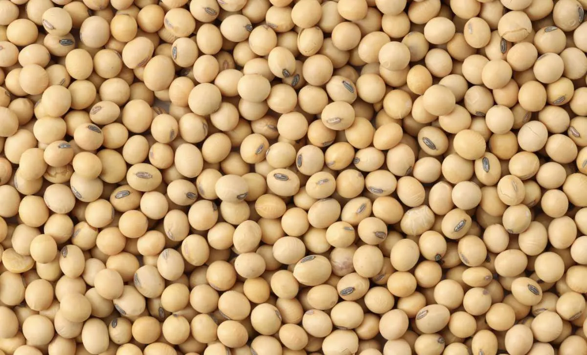 Soja sobe em Chicago, mas mercado brasileiro segue lento