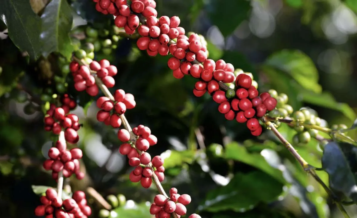 Safra 26/27 sustenta volatilidade dos preços do café em 2026