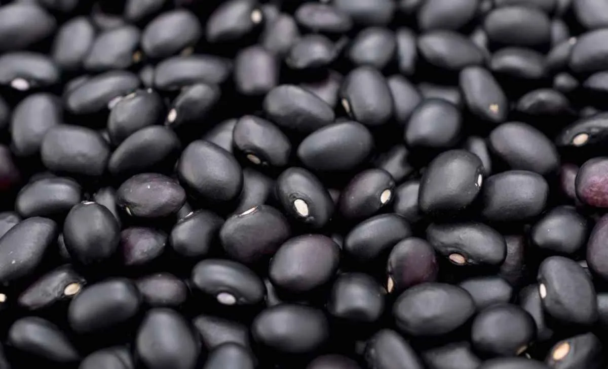 Preços do feijão preto reagem no início de 2026