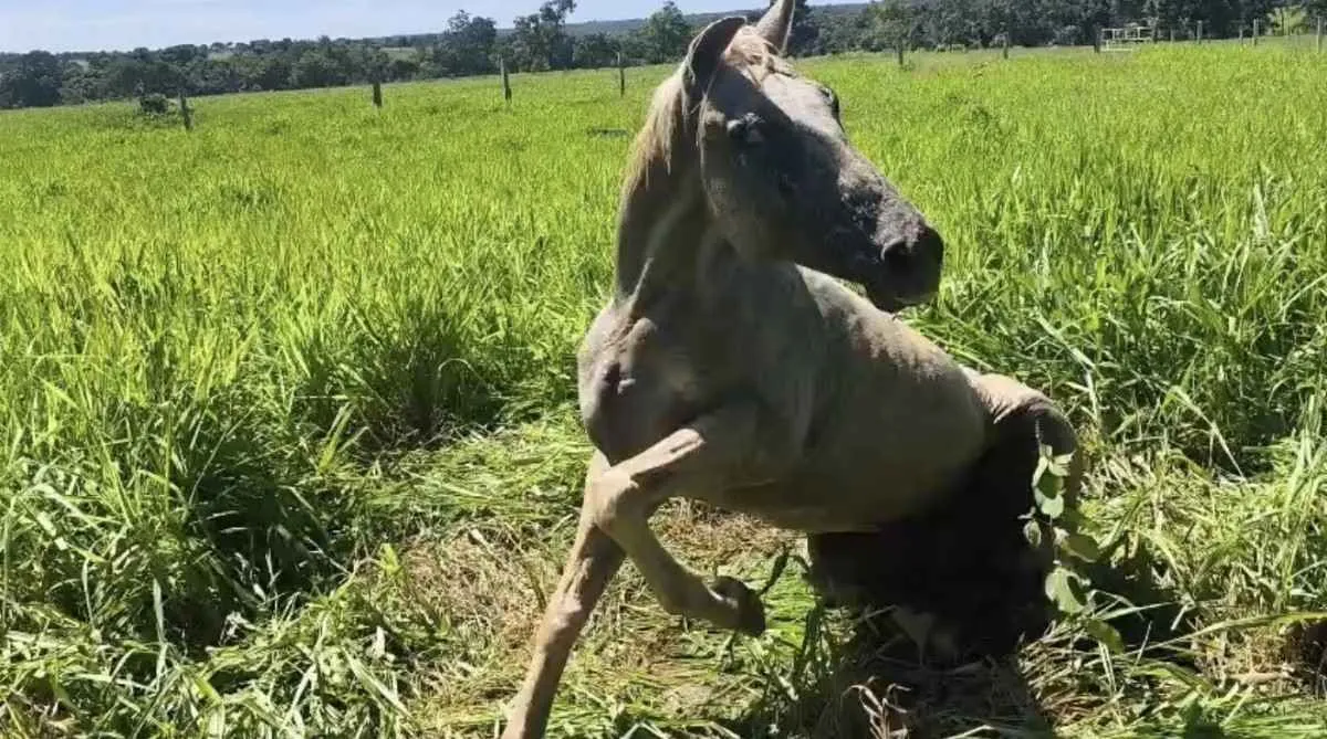 Casos de raiva em equídeos na região de Porangatu alertam para reforço da vacinação
