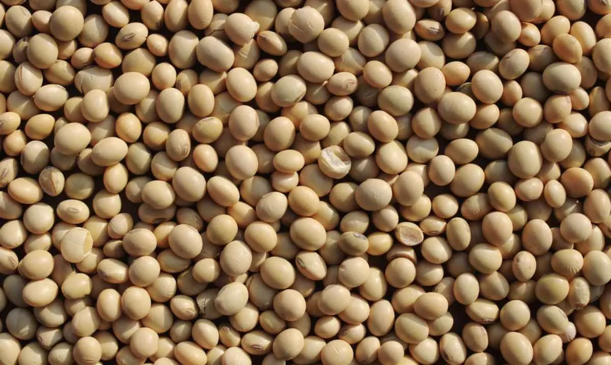 Liquidez aumenta, mas preços da soja seguem em queda