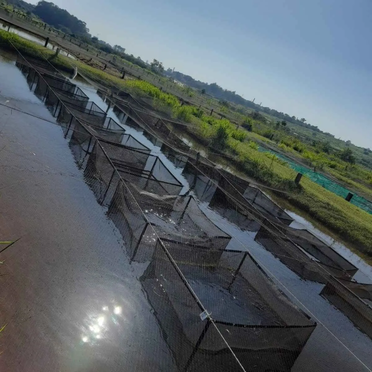 Instituto de Pesca cria banco genético de tilápia no Brasil