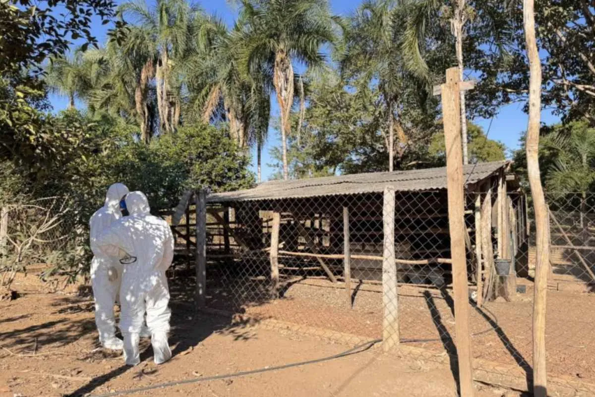 Famato reforça alerta após novo foco de gripe aviária em MT