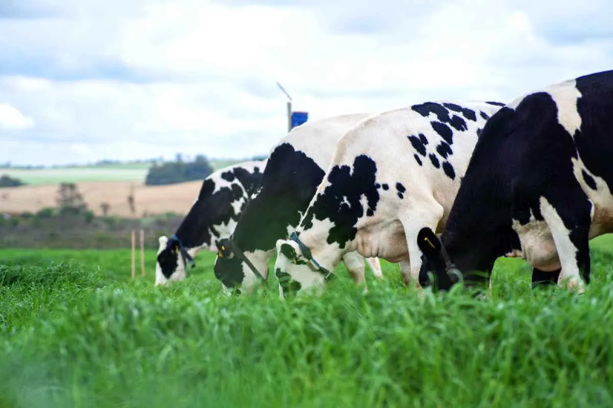 Conforto térmico e bem-estar animal impulsionam produtividade em propriedade leiteira associada à Coopermil