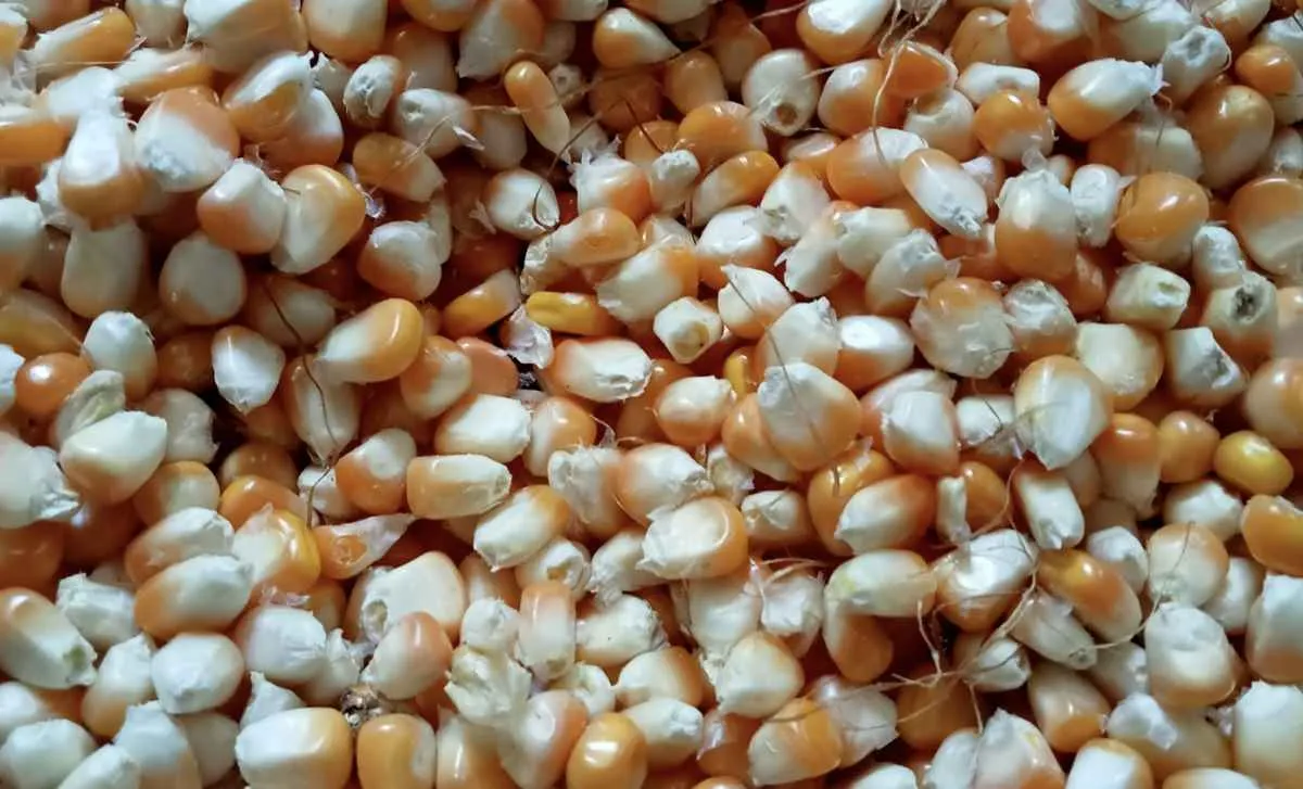 Preços do milho caem nos mercados interno e externo