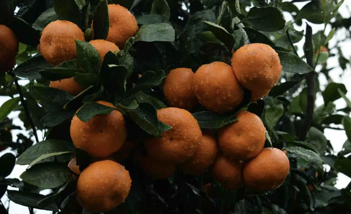 Chuvas de janeiro elevam perdas e pressionam a laranja