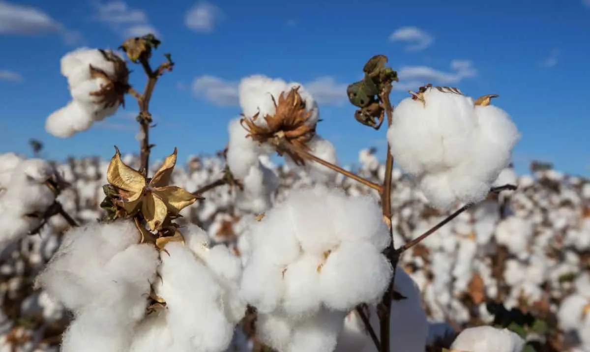 Produção de algodão segue estável em janeiro