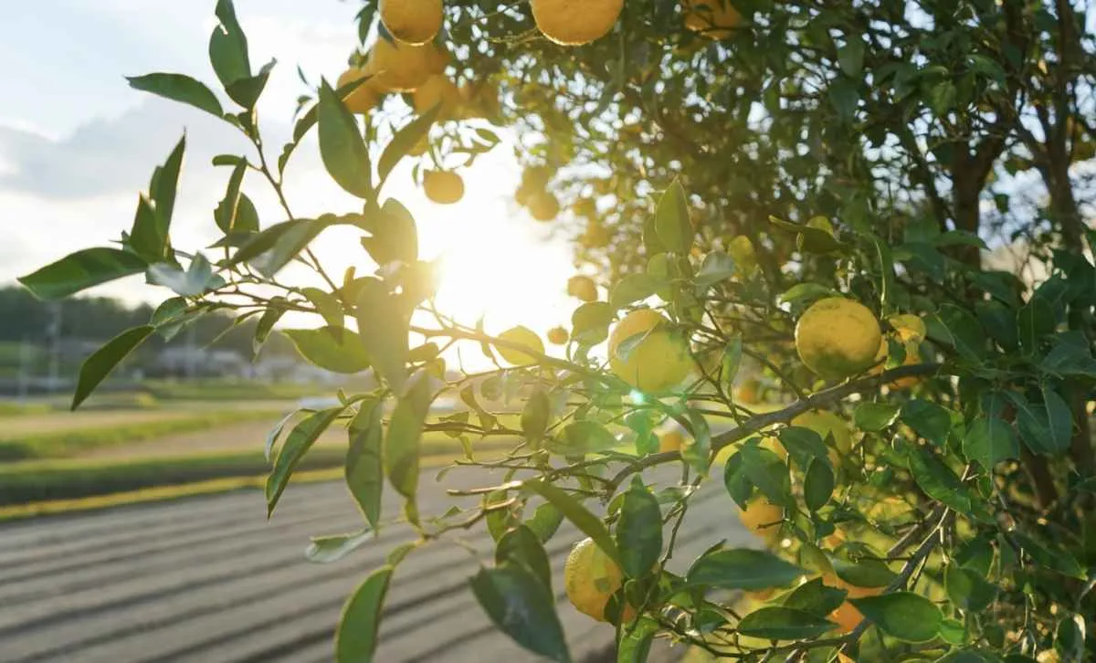 Mercado de citrus inicia 2026 com ritmo lento de negócios e atenção ao clima