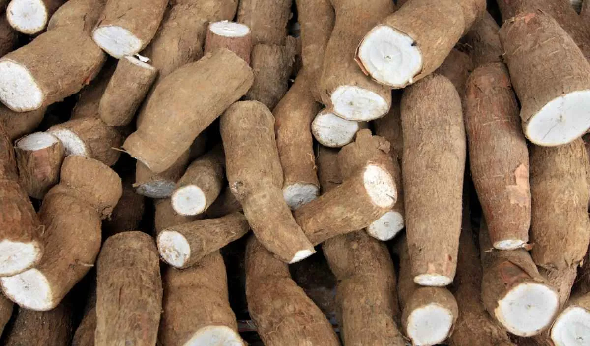 Retomada da demanda limita queda dos preços da mandioca